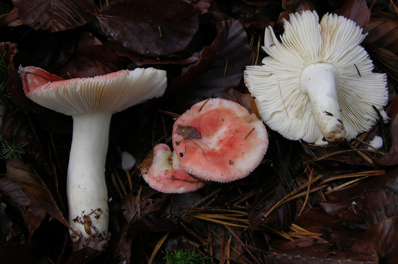 Russula da determinare (cfr. R. mairei s.l./R. silvestris)